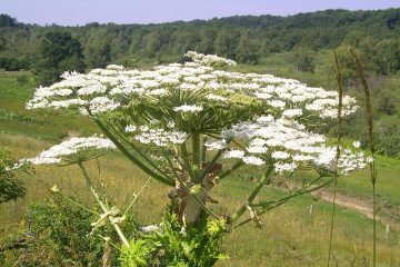 Kæmpebjørneklo i Blomst