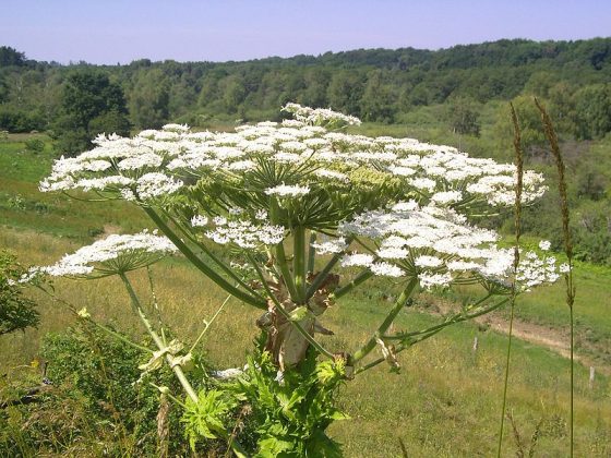 Kæmpebjørneklo i Blomst